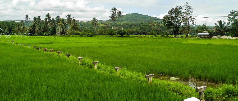 Rice fields on the island of Bohol