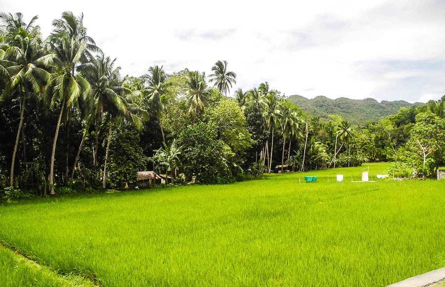 Rice fields on the island of Bohol