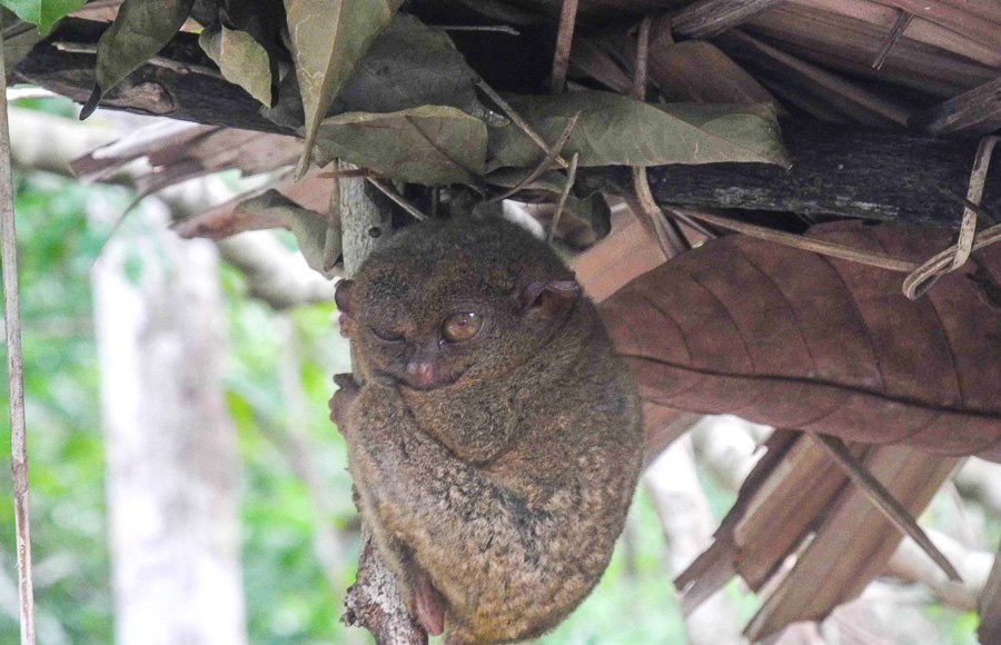 A tiny tarsier on the island of Bohol
