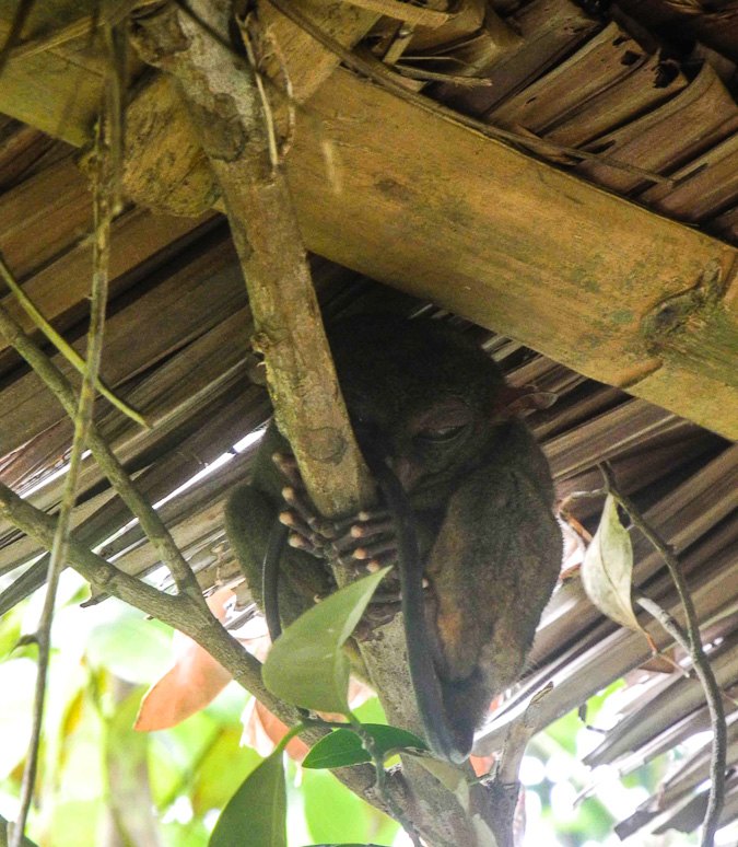 A tiny tarsier on the island of Bohol