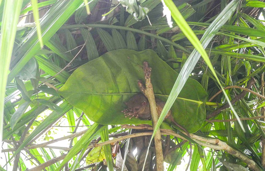 A tiny tarsier on the island of Bohol