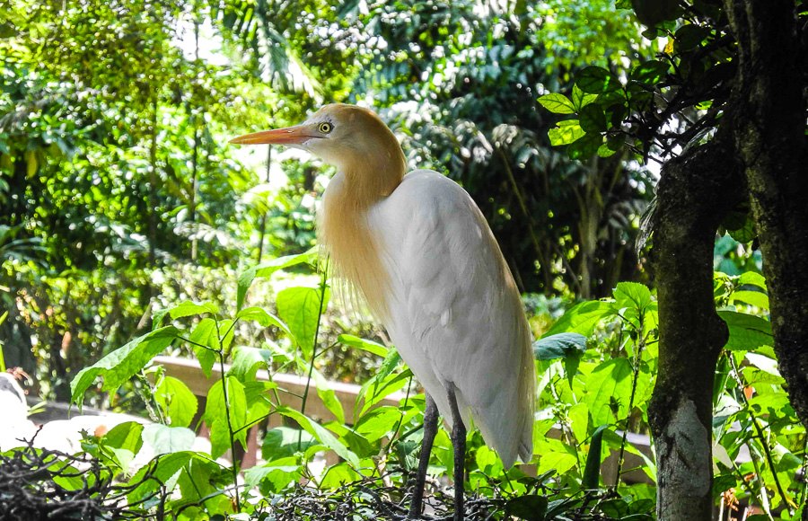 At Kuala Lumpur Bird Park