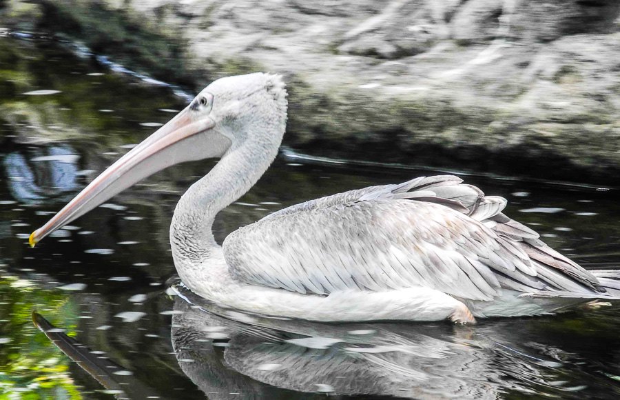 A pelican at Kuala Lumpur Bird Park