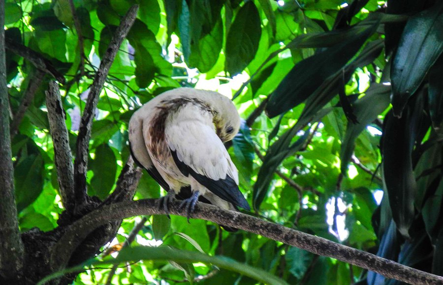 At Kuala Lumpur Bird Park