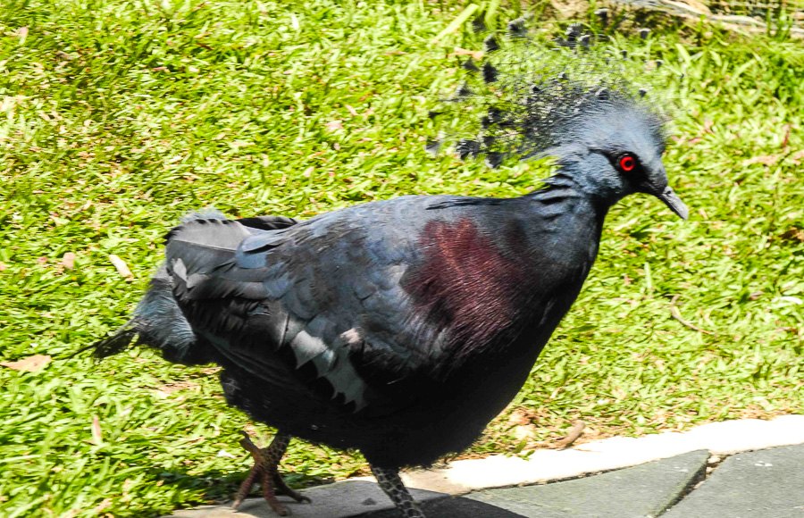Victoria crowned pigeon