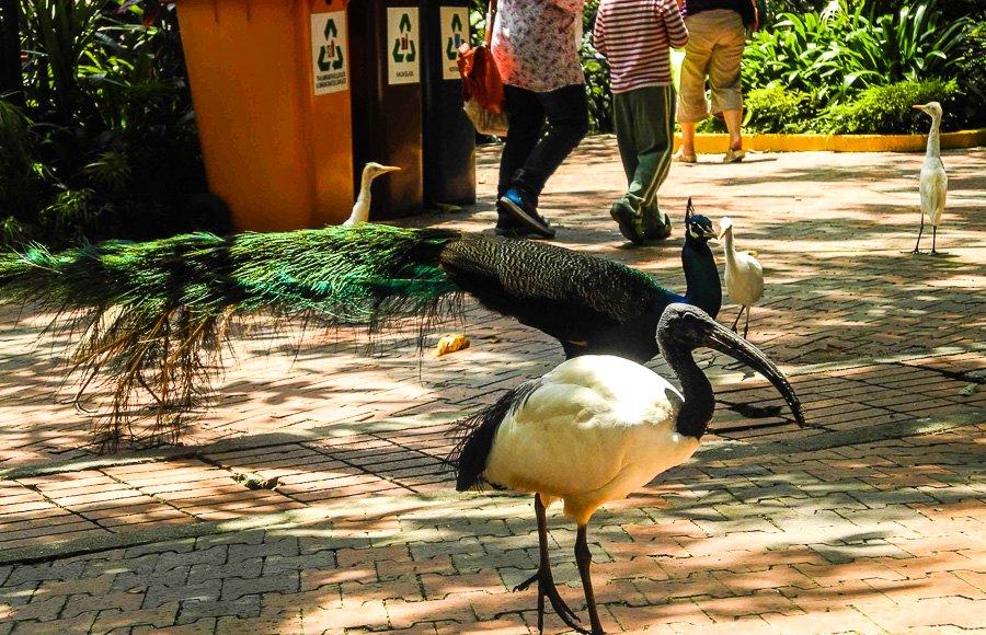 At Kuala Lumpur Bird Park