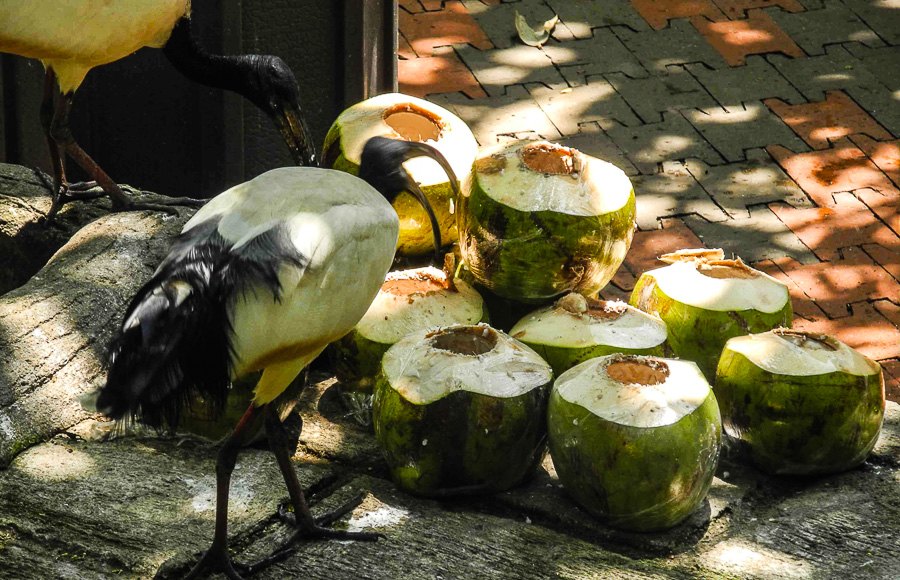 At Kuala Lumpur Bird Park