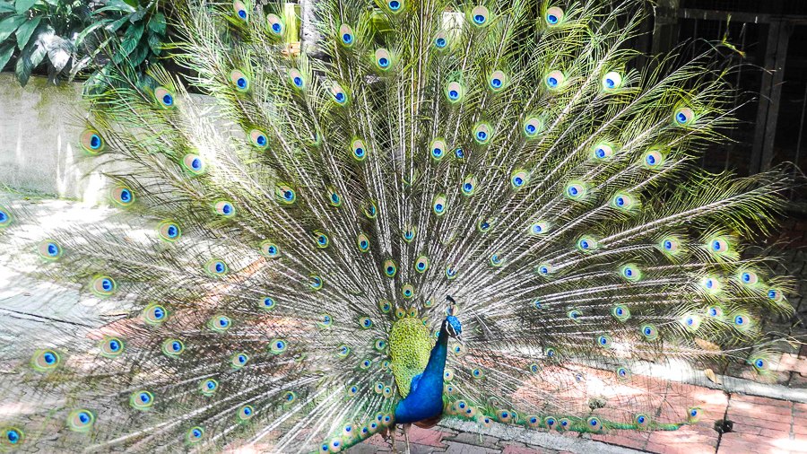 At Kuala Lumpur Bird Park