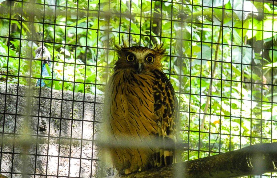 An owl at Kuala Lumpur Bird Park