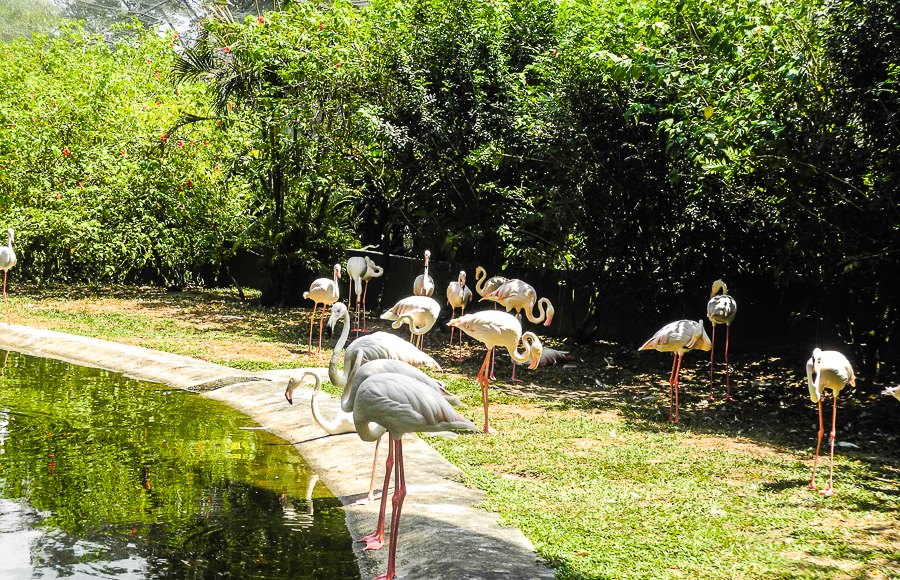 Flamingos at Kuala Lumpur Bird Park