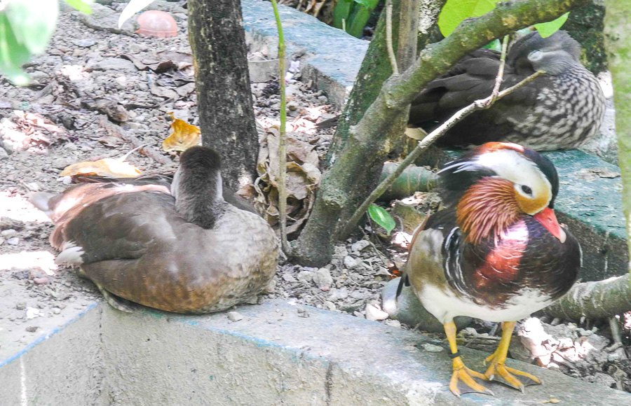 At Kuala Lumpur Bird Park