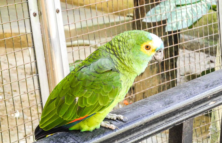 At Kuala Lumpur Bird Park