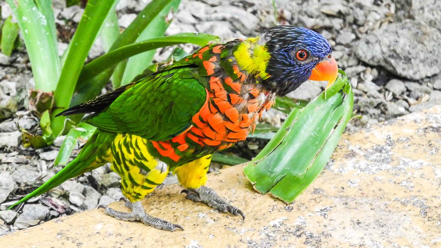 At Kuala Lumpur Bird Park