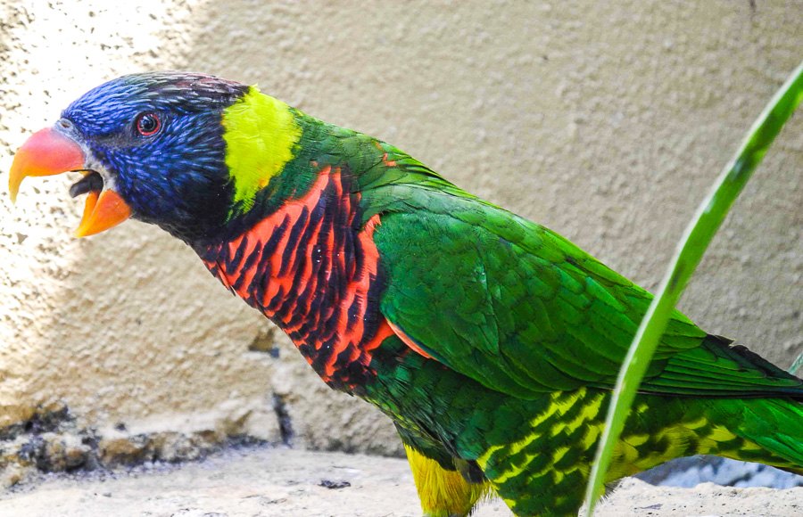At Kuala Lumpur Bird Park