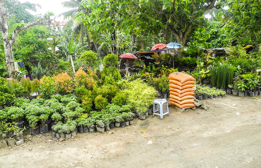 On the island of Bohol