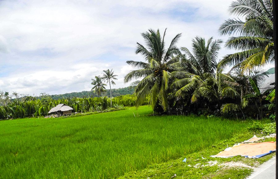 Rice fields on the island of Bohol