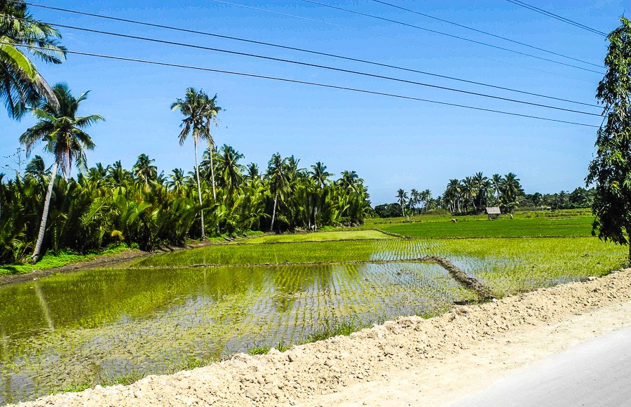 Rice fields on the island of Bohol