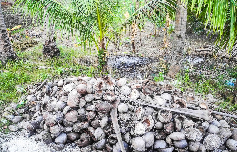 A heap of coconuts