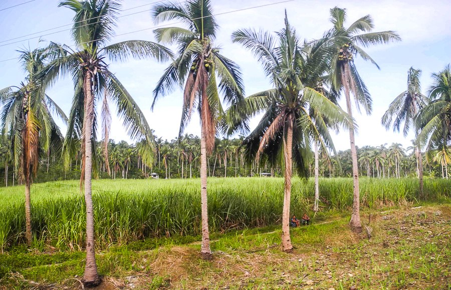 Palm grove on Cebu