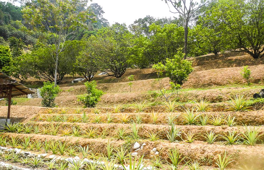 Tropical fruit farm in Penang