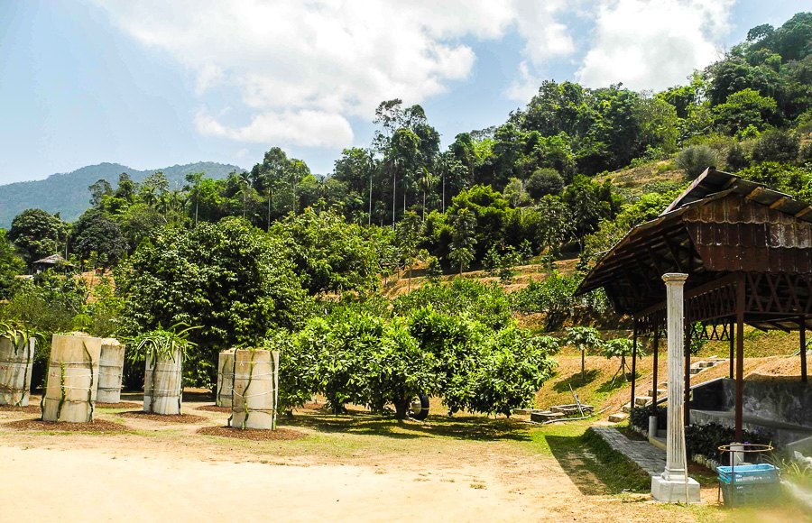 Tropical fruit farm in Penang