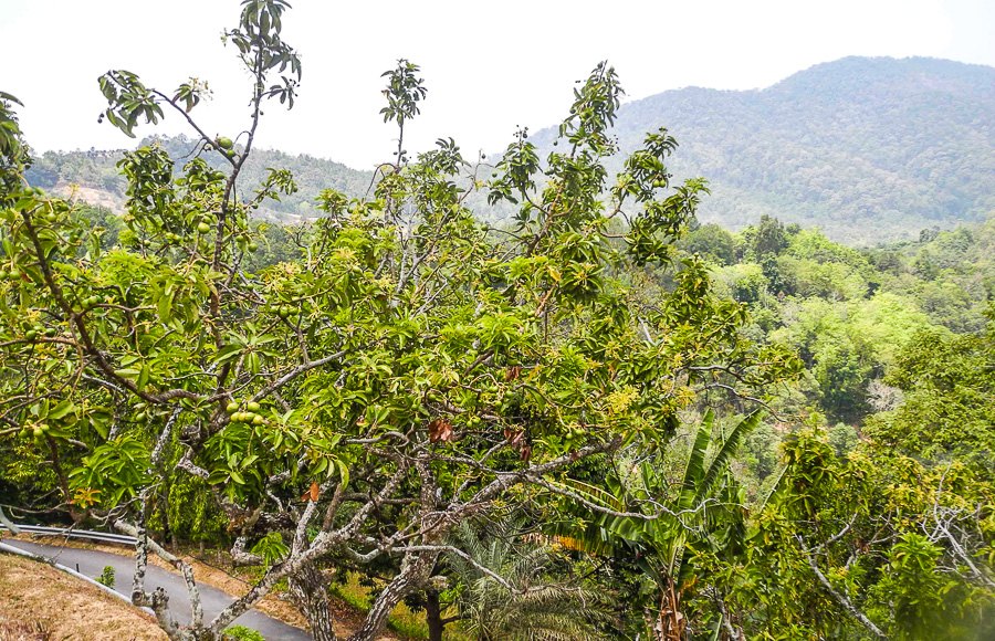 How avocado grows