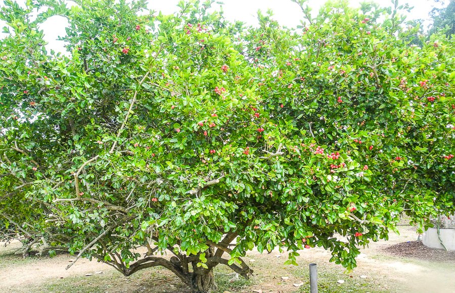 Tropical fruit farm in Penang