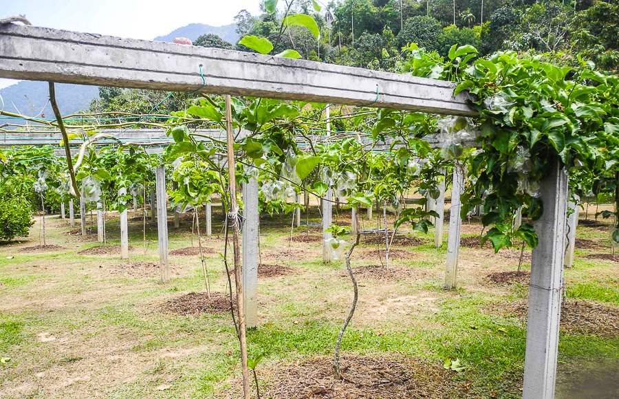Tropical fruit farm in Penang