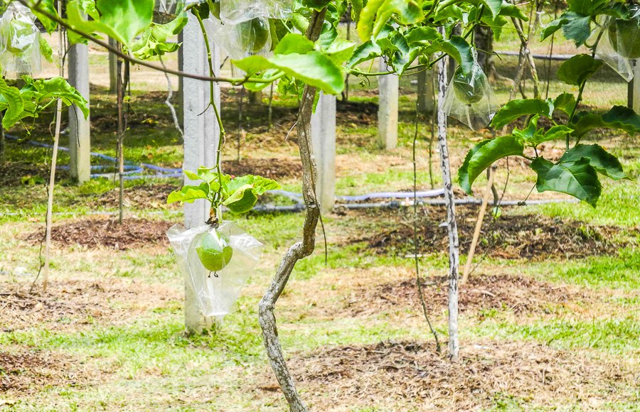 How passion fruit grows