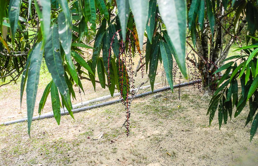 Tropical fruit farm in Penang