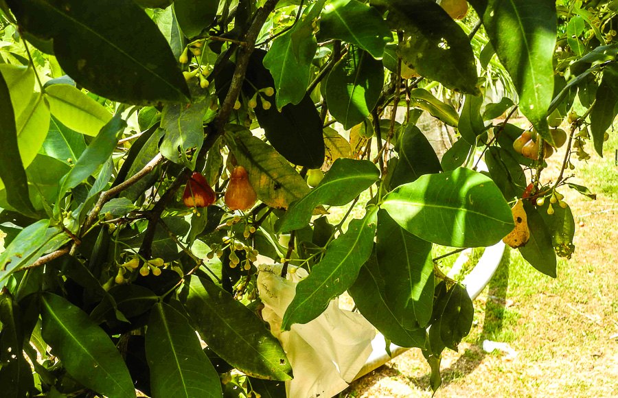 Tropical fruit farm in Penang