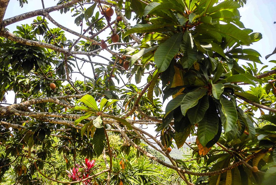 How sapodilla grows