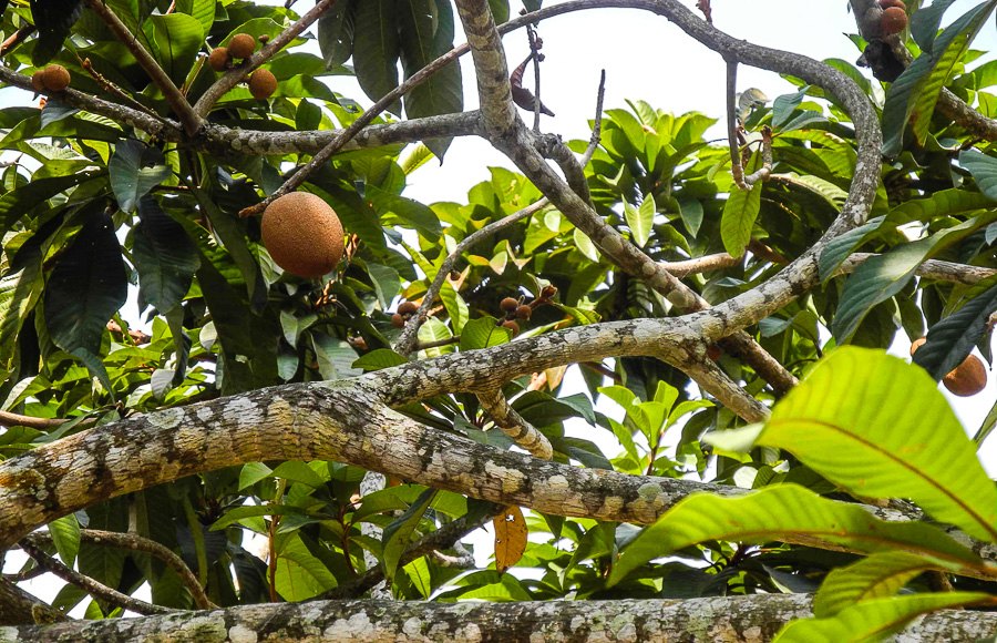 How sapodilla grows