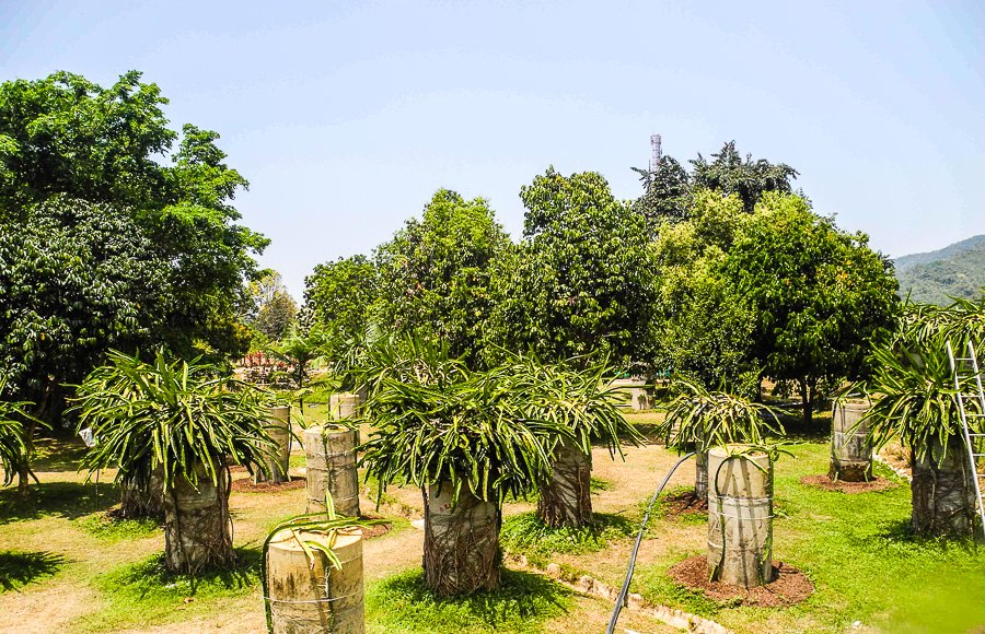 Tropical fruit farm in Penang