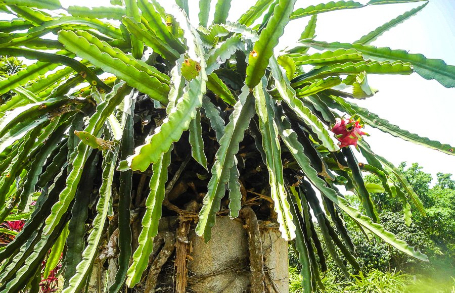 How dragon fruit grows