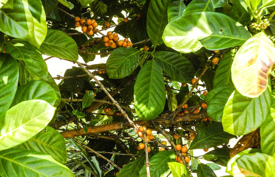 Tropical fruit farm in Penang