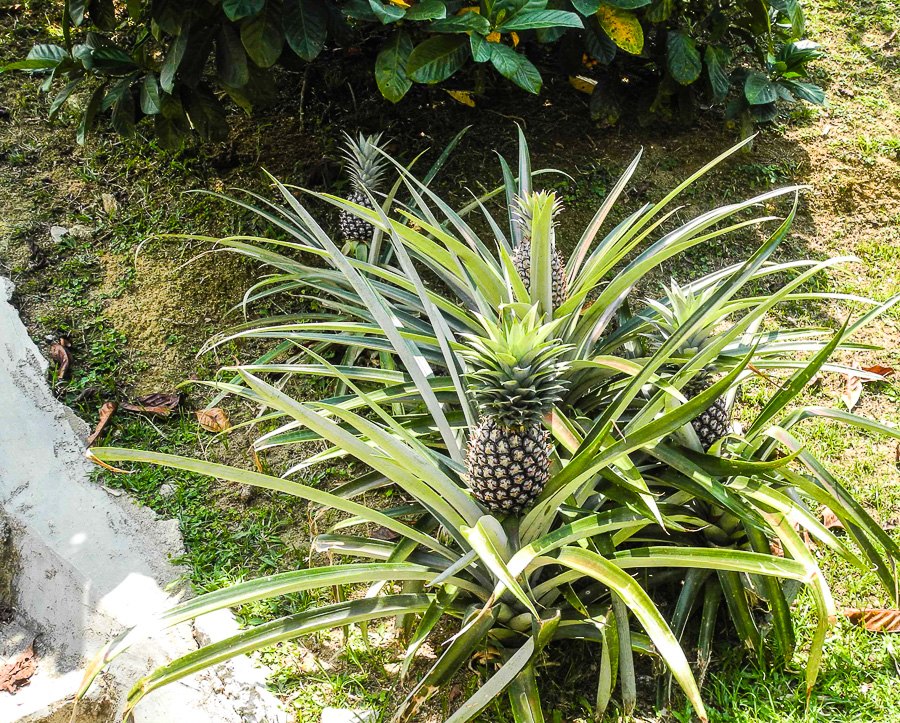 How pineapple grows