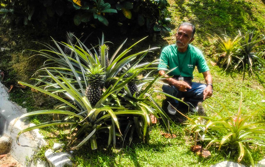 Tropical fruit farm in Penang