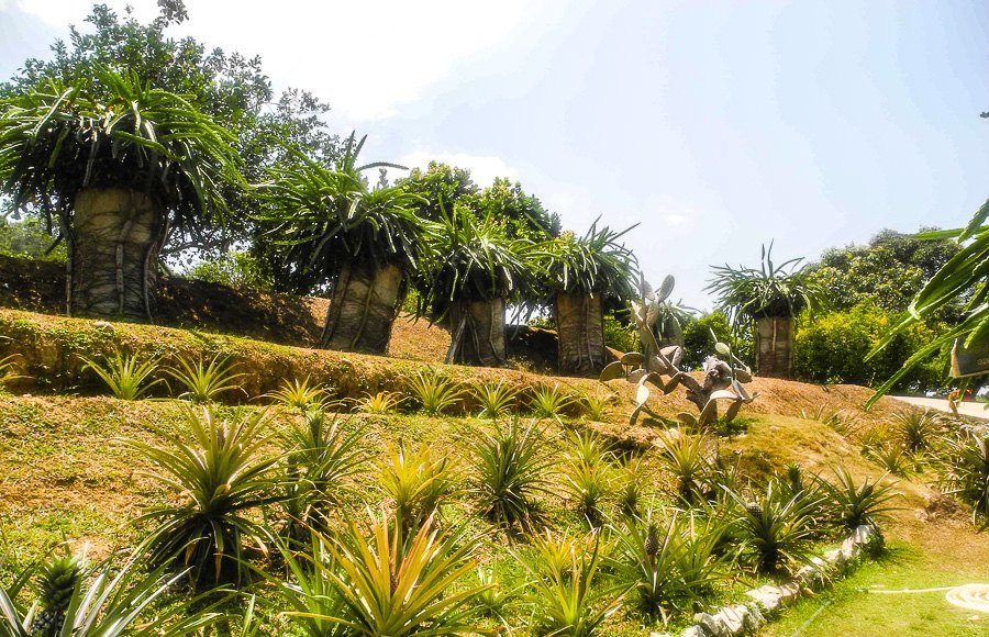 Tropical fruit farm in Penang