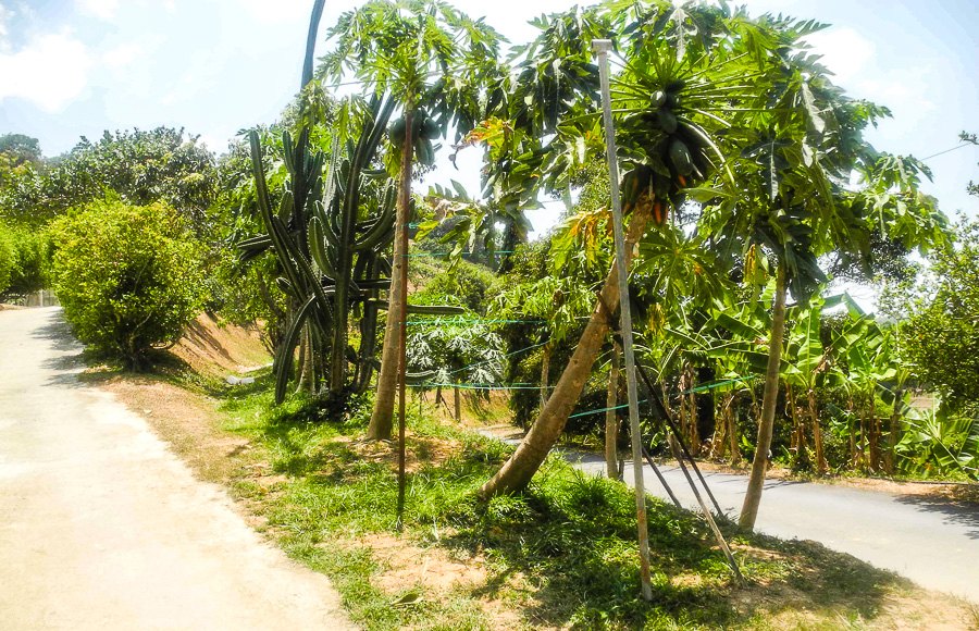 Tropical fruit farm in Penang