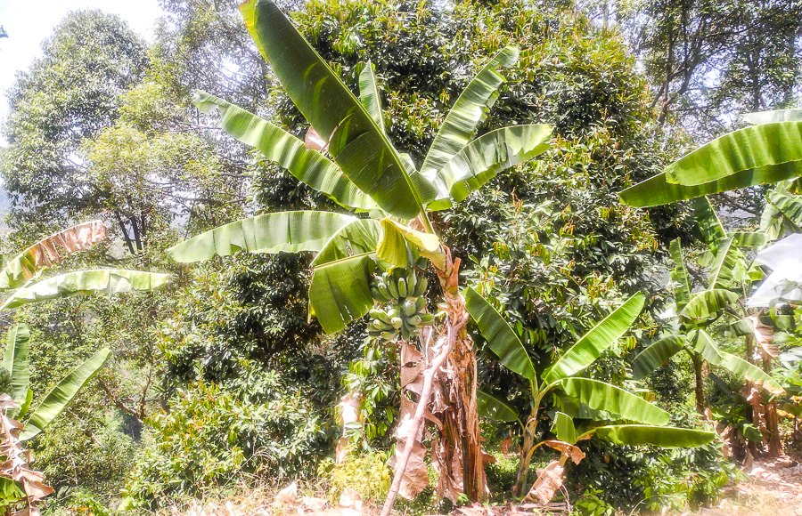 Tropical fruit farm in Penang