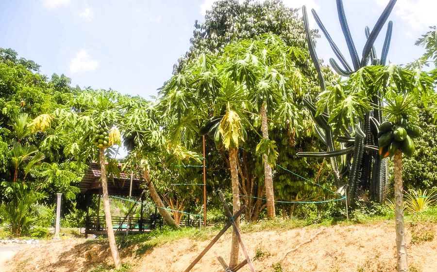 Tropical fruit farm in Penang