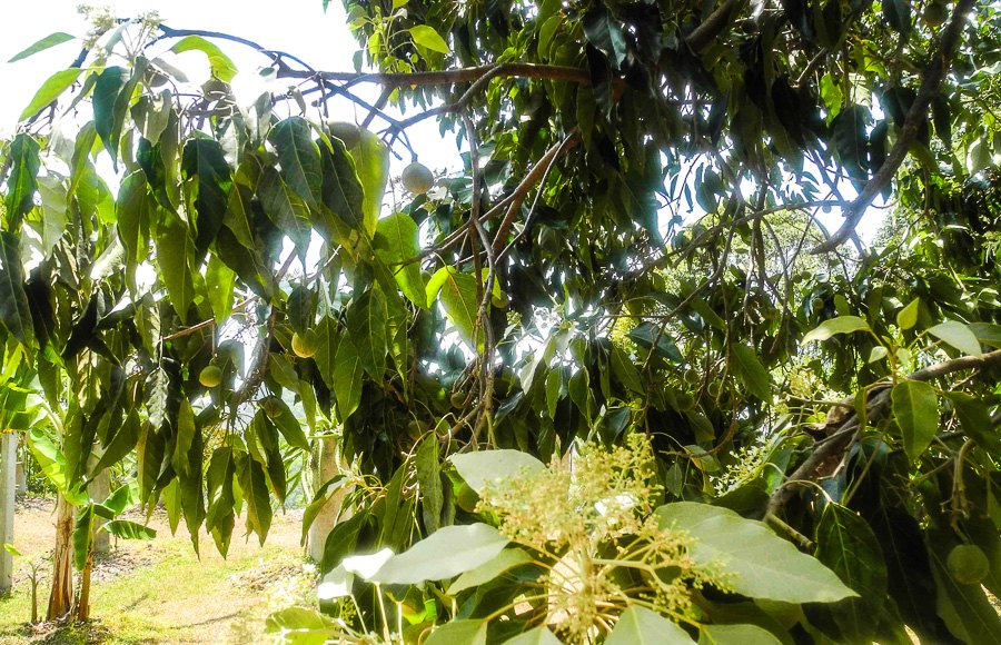 How pomelo grows