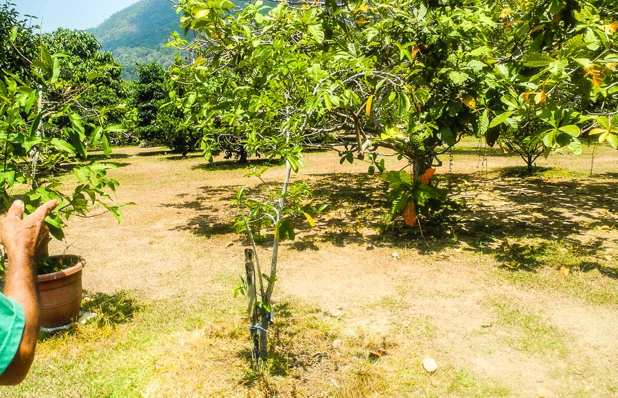 Tropical fruit farm in Penang