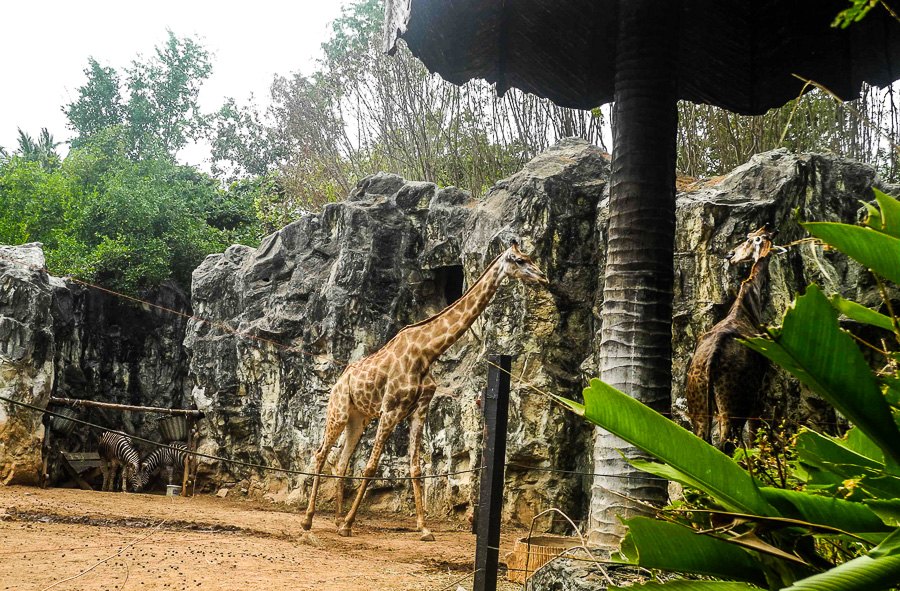 Giraffes at Bangkok's Dusit Zoo