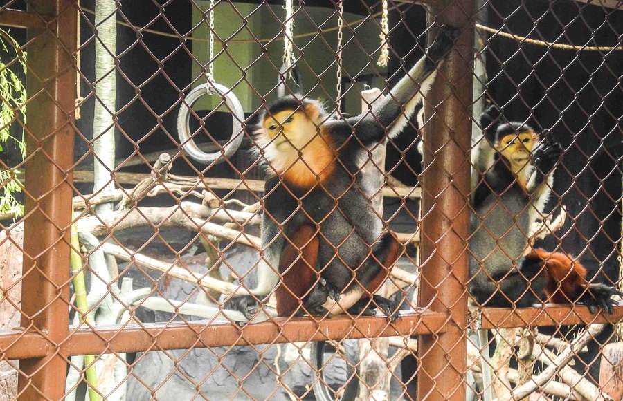 Monkeys at Bangkok's Dusit Zoo
