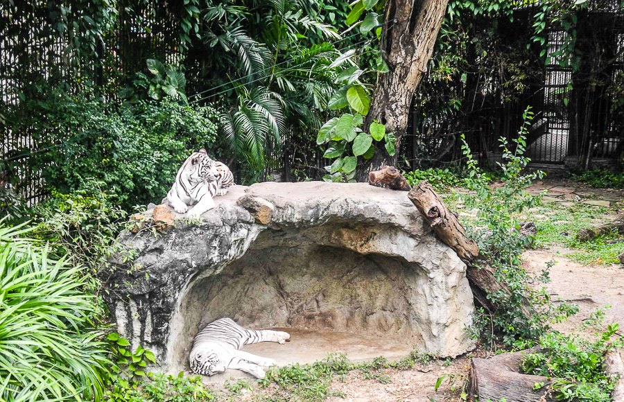 Tigers at Bangkok's Dusit Zoo
