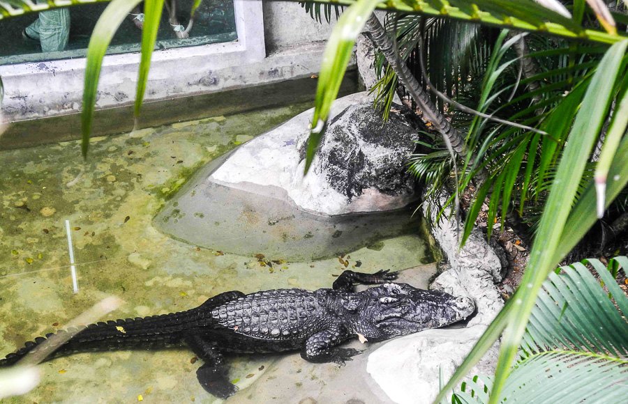 Crocodile at Bangkok's Dusit Zoo