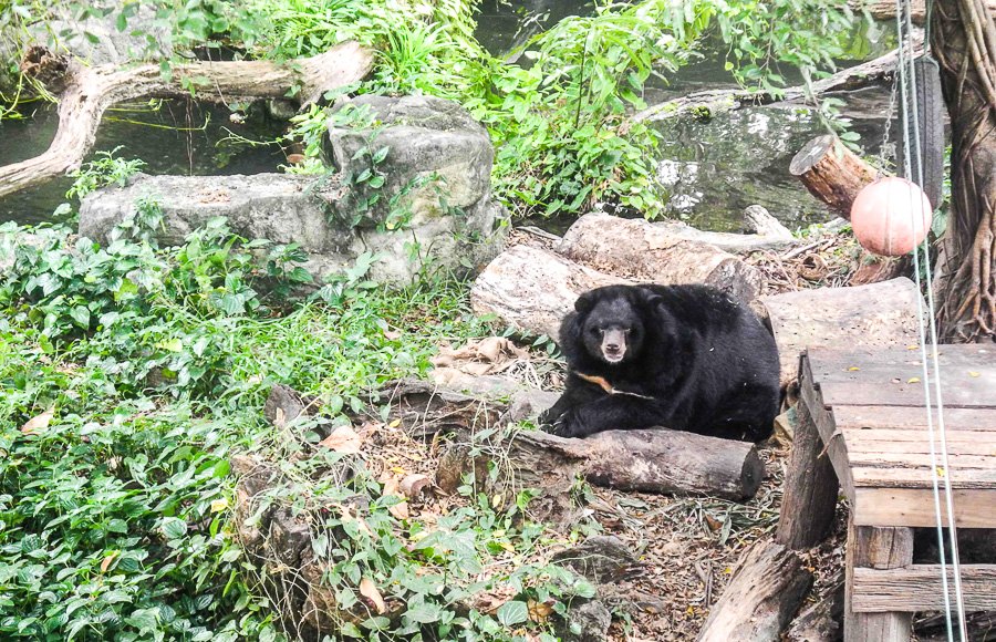At Bangkok's Dusit Zoo
