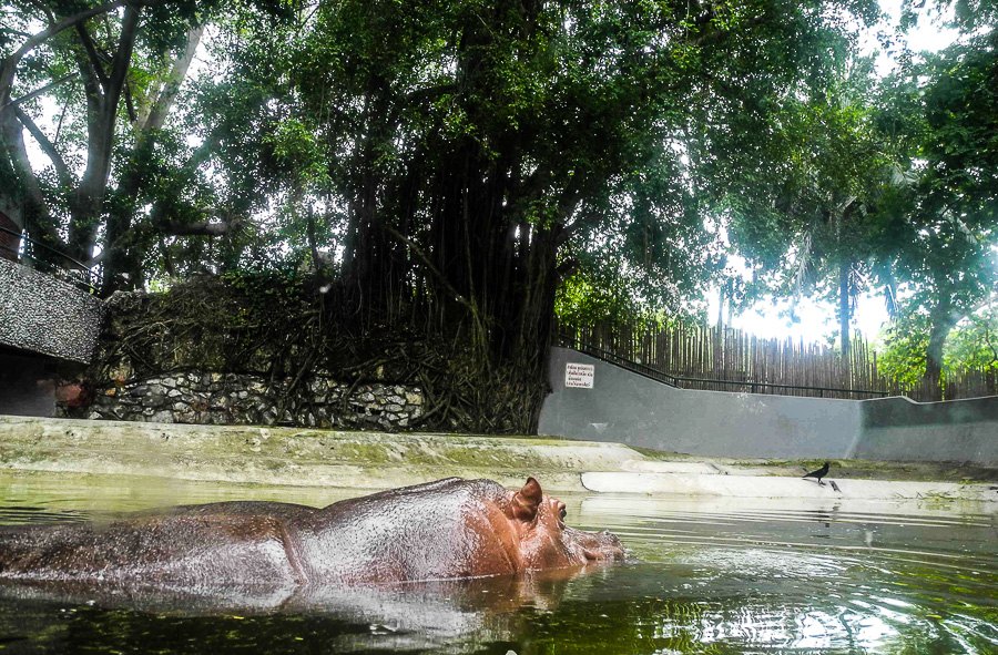 At Bangkok's Dusit Zoo